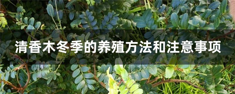 清香木冬季的养殖方法和注意事项