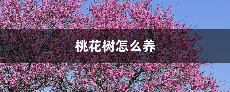 桃花树怎么养