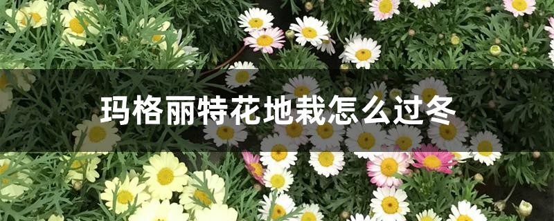 玛格丽特花地栽怎么过冬