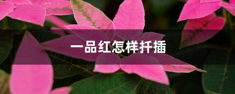 一品红怎样扦插 一品红怎样扦插