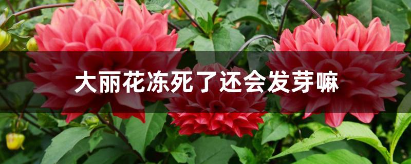 大丽花冻死了还会发芽嘛