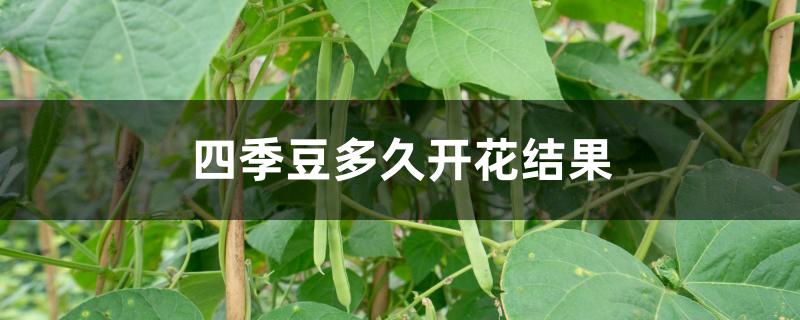 四季豆多久开花结果