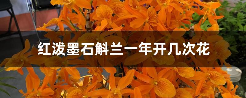 红泼墨石斛兰一年开几次花