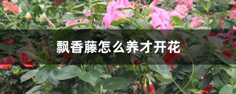 飘香藤怎么养才开花