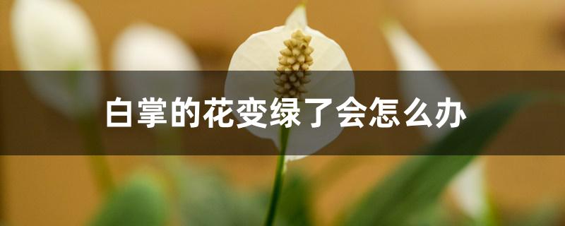 白掌的花变绿了会怎么办