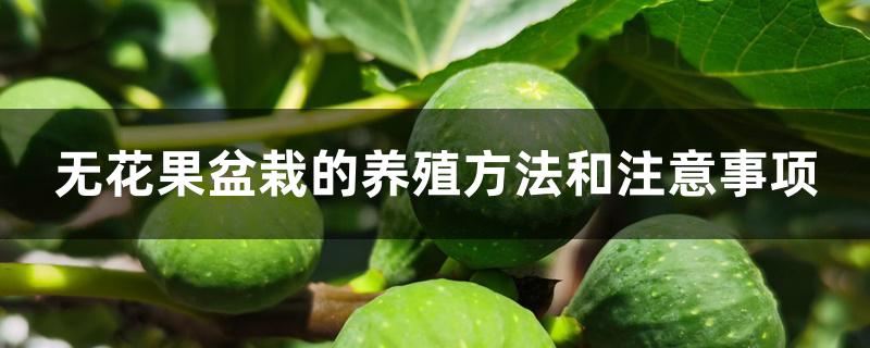 无花果盆栽的养殖方法和注意事项