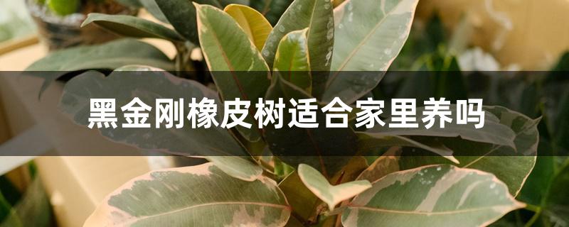 黑金刚橡皮树适合家里养吗