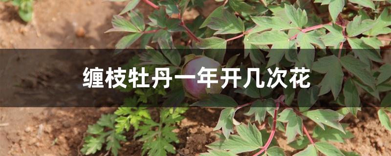 缠枝牡丹一年开几次花