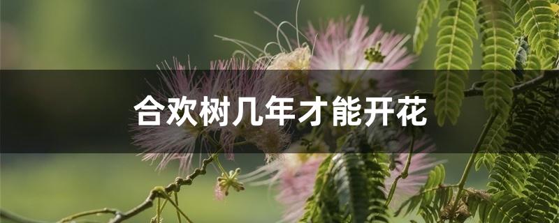 合欢树几年才能开花