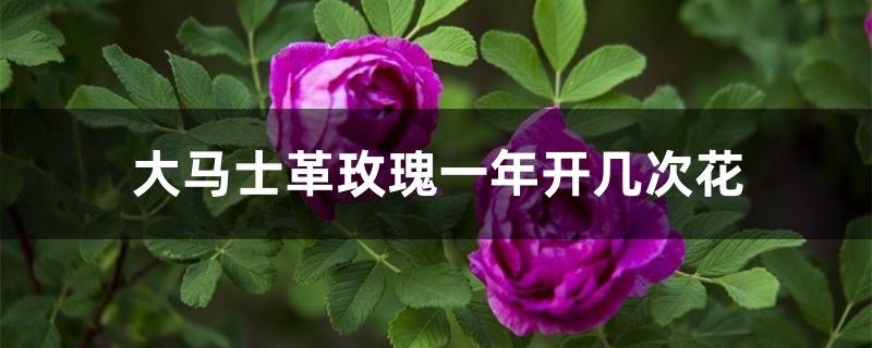 大马士革玫瑰一年开几次花 大马士革玫瑰一年开几次花
