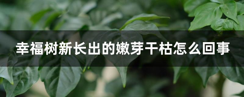 幸福树新长出的嫩芽干枯怎么回事 幸福树新长出的嫩芽干枯怎么回事