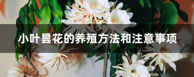 小叶昙花的养殖方法和注意事项