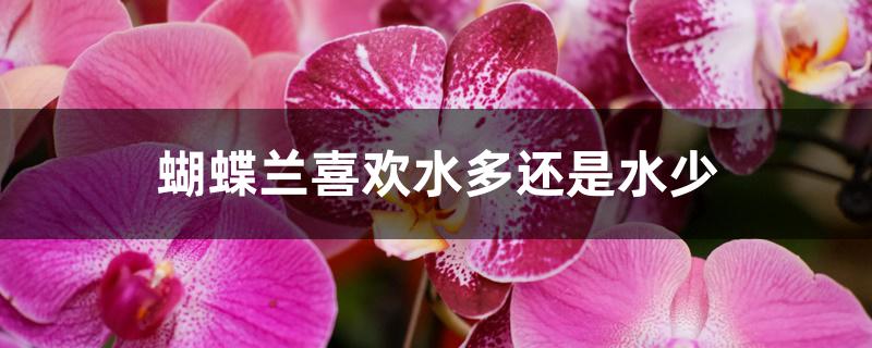 蝴蝶兰喜欢水多还是水少