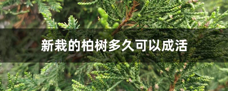 新栽的柏树多久可以成活