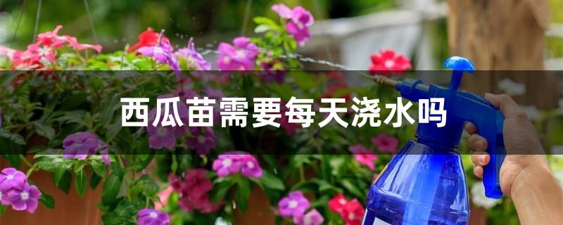 西瓜苗需要每天浇水吗 西瓜苗需要每天浇水吗
