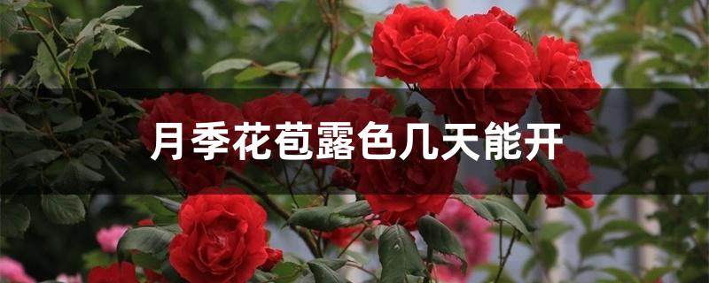 月季花苞露色几天能开