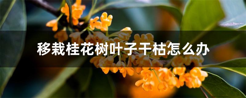 移栽桂花树叶子干枯怎么办