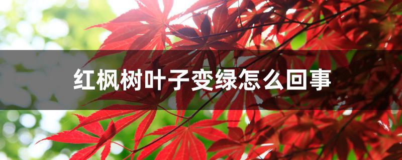 红枫树叶子变绿怎么回事
