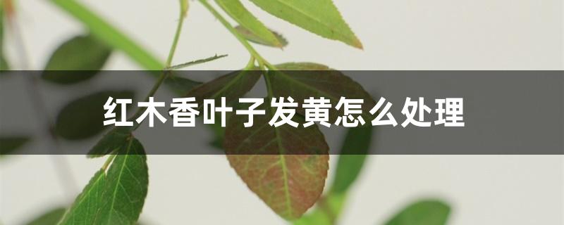 红木香叶子发黄怎么处理