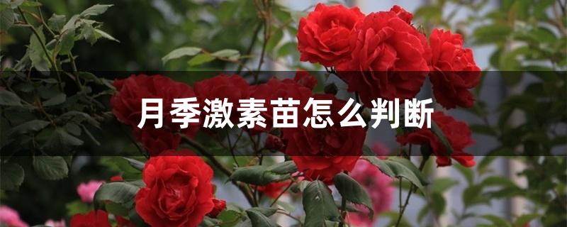月季激素苗怎么判断 月季激素苗怎么判断