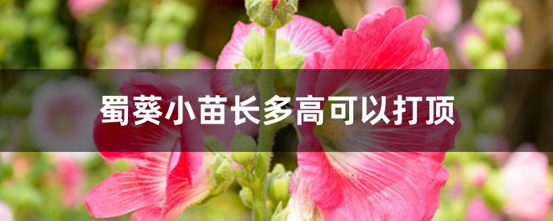 蜀葵小苗长多高可以打顶