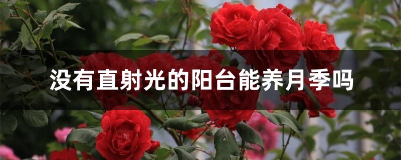 没有直射光的阳台能养月季吗