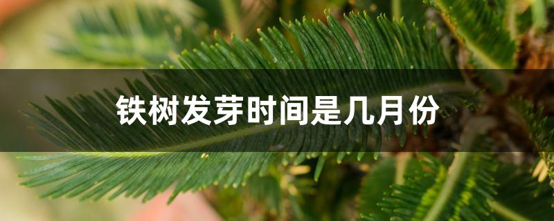 铁树发芽时间是几月份