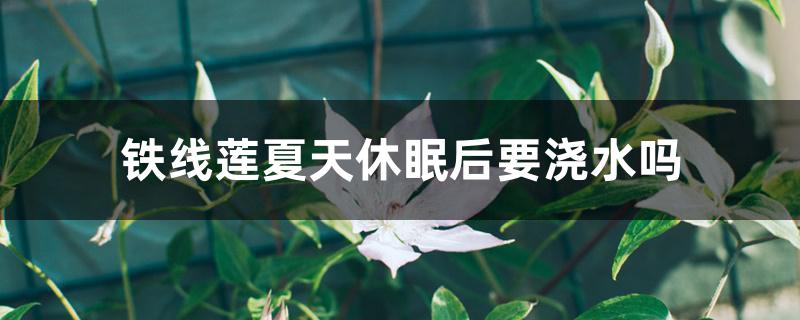 铁线莲夏天休眠后要浇水吗