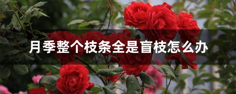 月季整个枝条全是盲枝怎么办