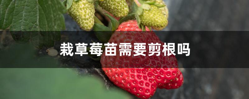 栽草莓苗需要剪根吗