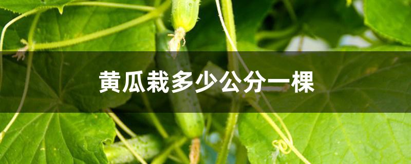 黄瓜栽多少公分一棵