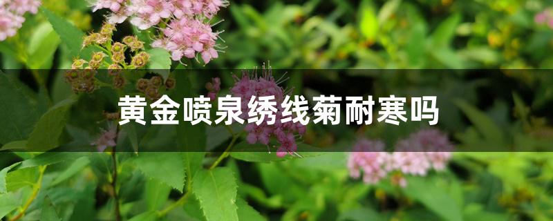 黄金喷泉绣线菊耐寒吗