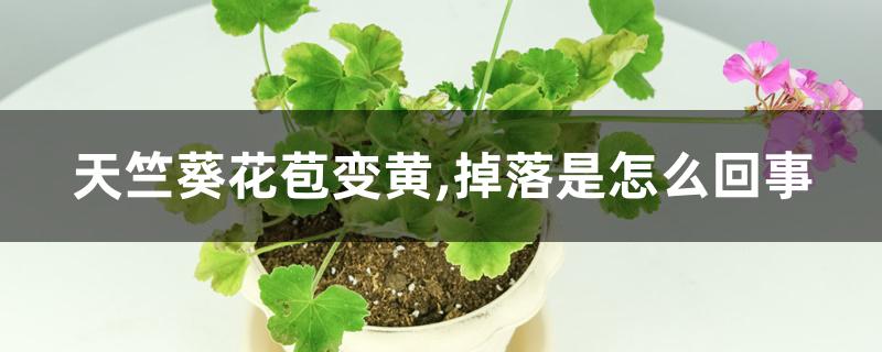 天竺葵花苞变黄,掉落是怎么回事 天竺葵花苞变黄,掉落是怎么回事