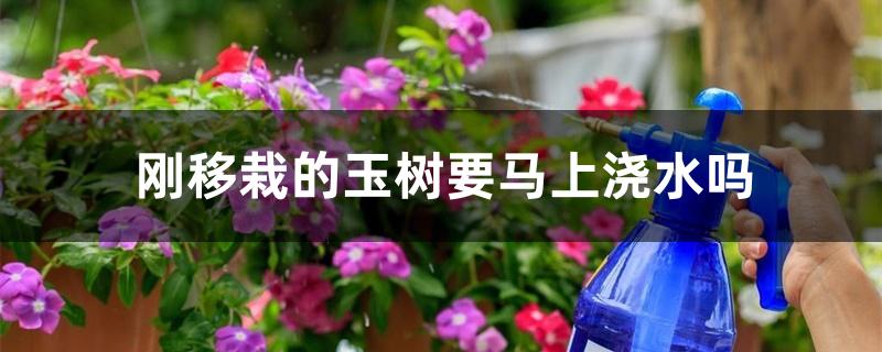 刚移栽的玉树要马上浇水吗 刚移栽的玉树要马上浇水吗