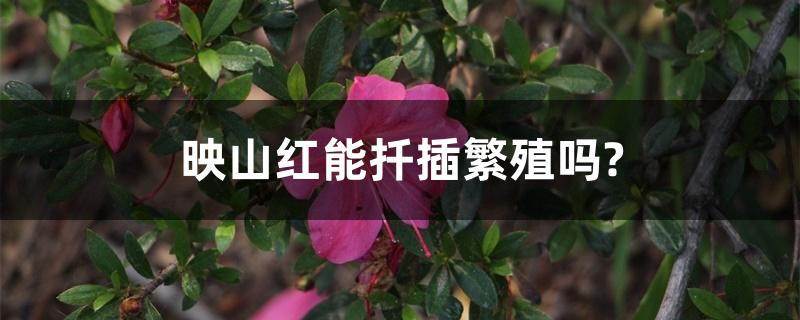 映山红能扦插繁殖吗?