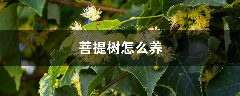 菩提树怎么养