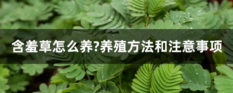 含羞草怎么养?养殖方法和注意事项