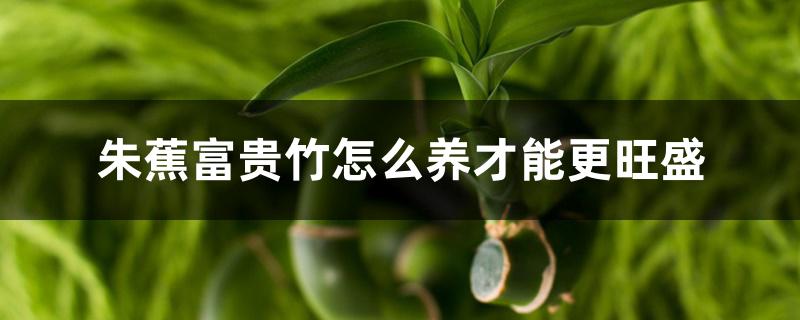 朱蕉富贵竹怎么养才能更旺盛