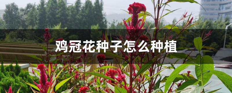 鸡冠花种子怎么种植 鸡冠花种子怎么种植