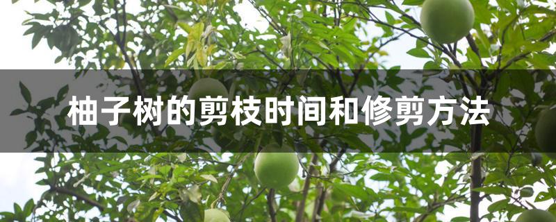 柚子树的剪枝时间和修剪方法 柚子树的剪枝时间和修剪方法