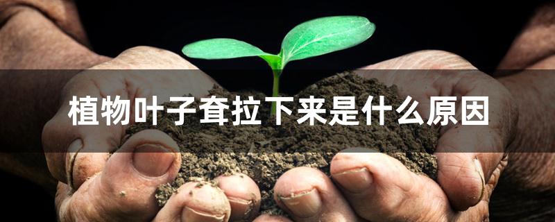 植物叶子耷拉下来是什么原因