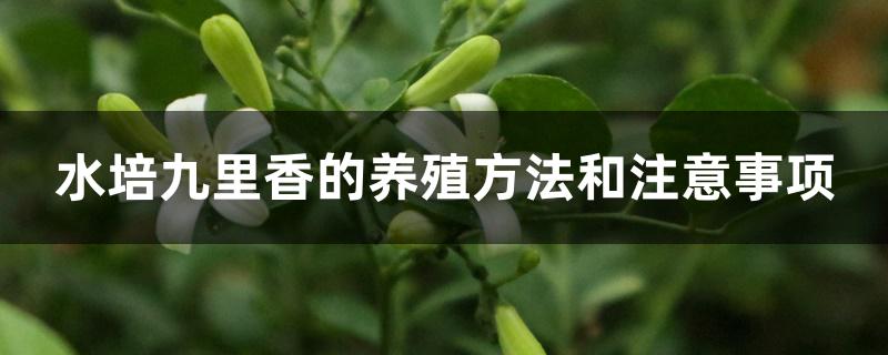 水培九里香的养殖方法和注意事项