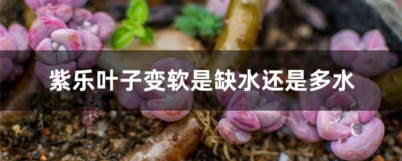 紫乐叶子变软是缺水还是多水