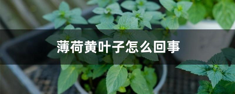 薄荷黄叶子怎么回事