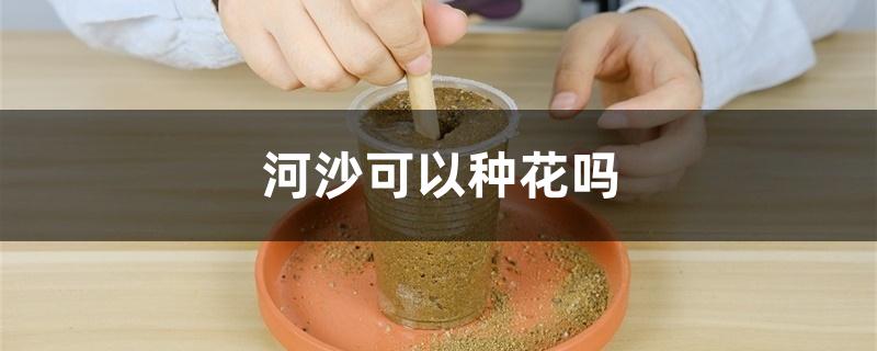 河沙可以种花吗