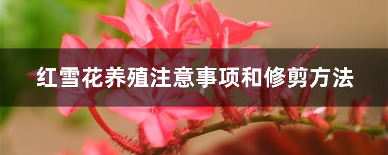 红雪花养殖注意事项和修剪方法