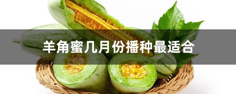 羊角蜜几月份播种最适合