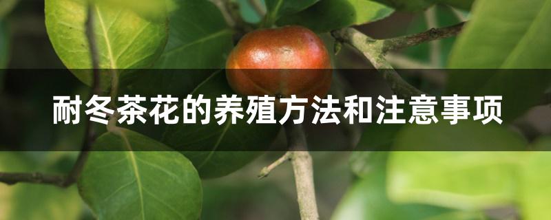 耐冬茶花的养殖方法和注意事项