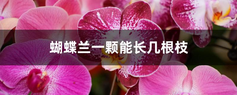 蝴蝶兰一颗能长几根枝