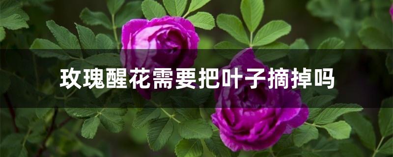 玫瑰醒花需要把叶子摘掉吗